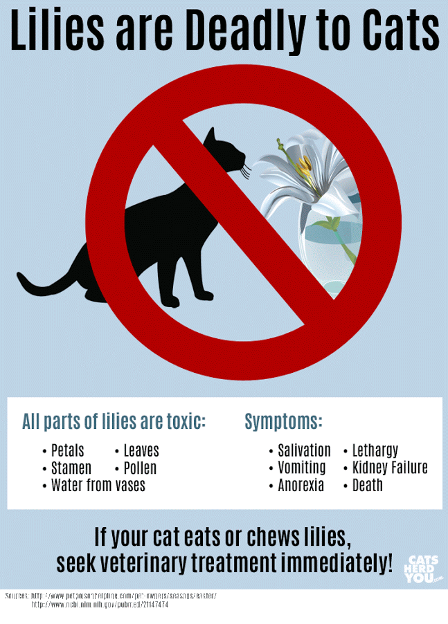 Help Give Your Cat A Safe Easter – Don’t Have Easter Lilies!