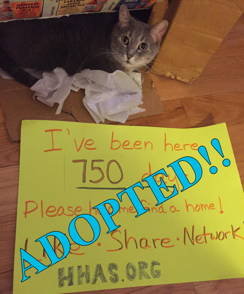 Success! After 910 days, Lucinda found her Forever Home!