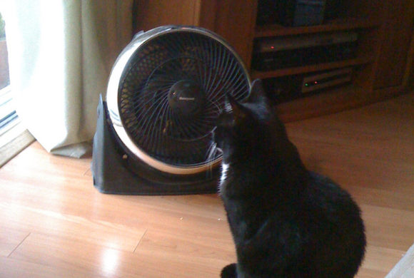 9 Ways to Keep Cats Cool in Summer Heat