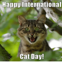 Happy International Cat Day!