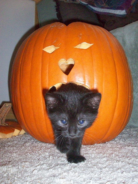 No Adoption Hours on Halloween (Wed Oct 31st)