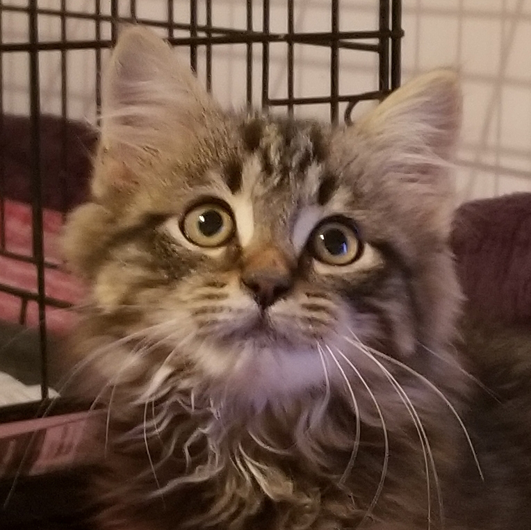 A Message from Adoptable Kitten, Zachary!