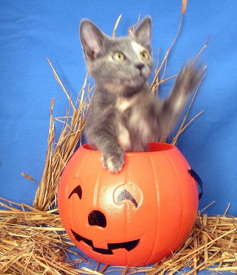 Spooky Paint Your Pet & Sip!