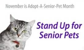 November is Adopt A Senior Pet Month