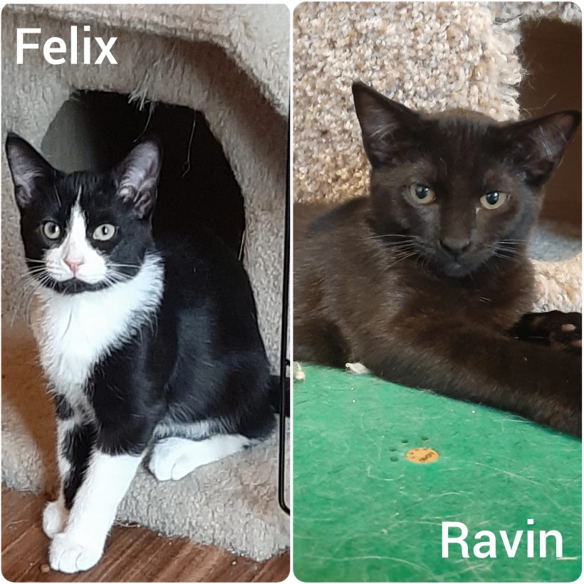 Meet our adoptable bonded kittens: Felix and Ravin!