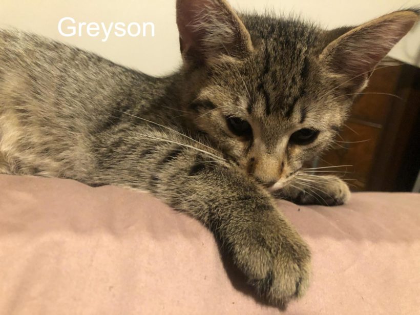 A picture of the kitten Greyson