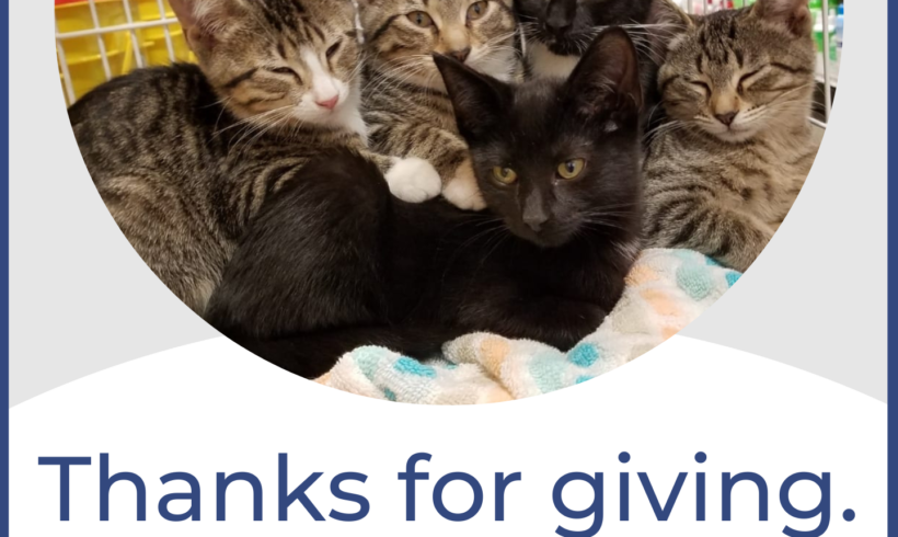 Giving Tuesday saves homeless kittens!