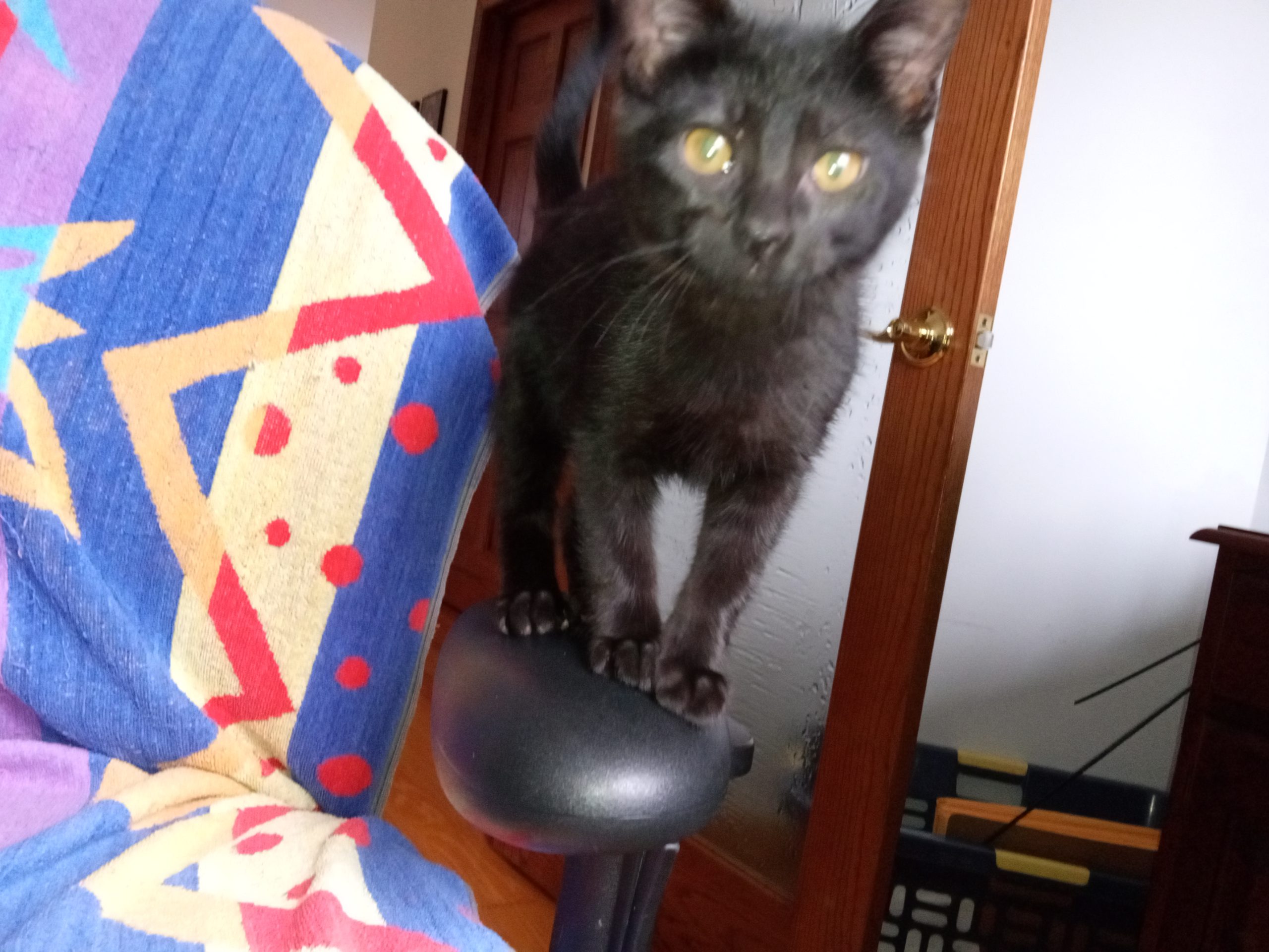 Kitten Yoda standing on a chair arm rest