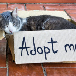 Upcoming Kitten Adoption Hours in January 2023!